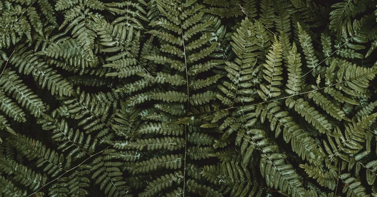 découvrez notre sélection de plantes d'ombre idéales pour illuminer les zones ombragées de votre jardin avec beauté et facilité.