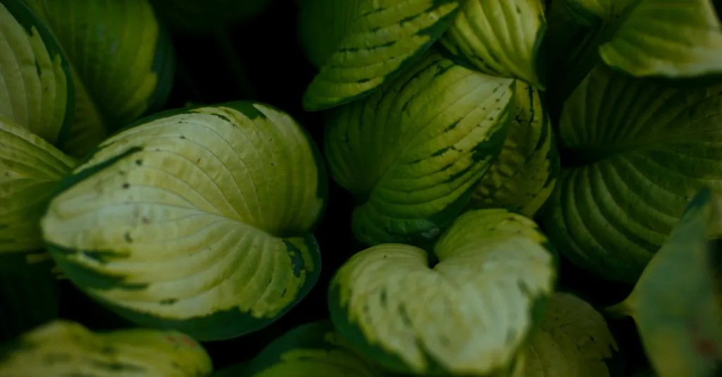 découvrez notre sélection de plantes d'ombre idéales pour illuminer les coins sombres de votre jardin avec élégance et facilité.